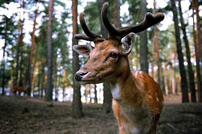 Deer eye on trail camera