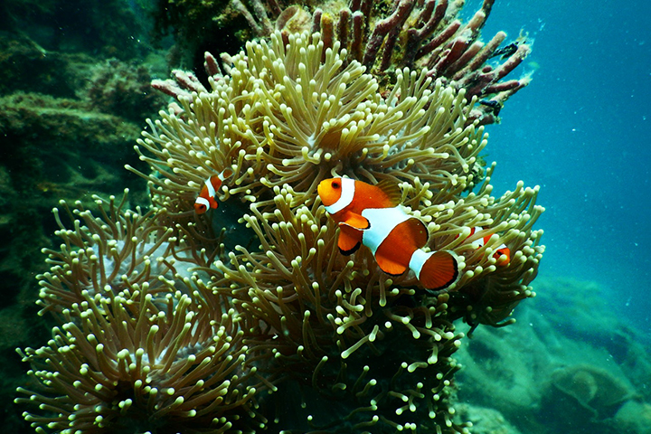 Red and white clownfish in front of anemone